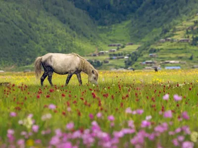 Dhorpatan Hunting Reserve Tour Package